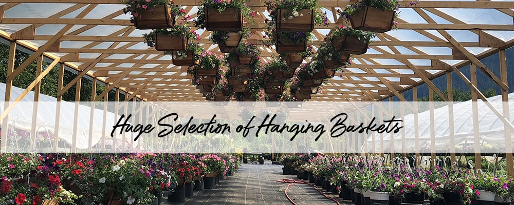 Flower Delivery to Pemberton by Pemberton Valley Nurseries